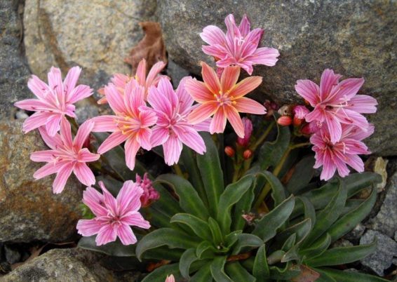 Lewisia cotyledon