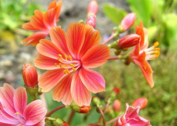 Lewisia cotyledon