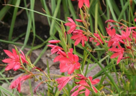 Schizostylis