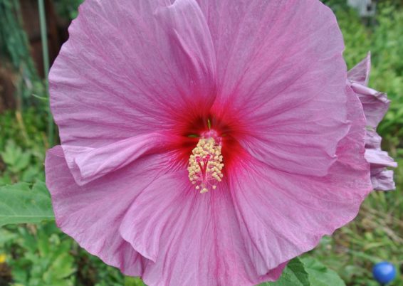 Hibiscus