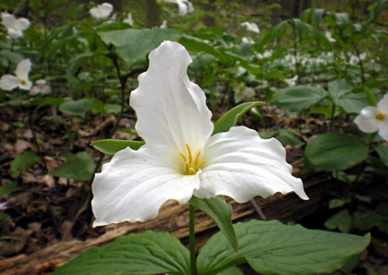 trillium