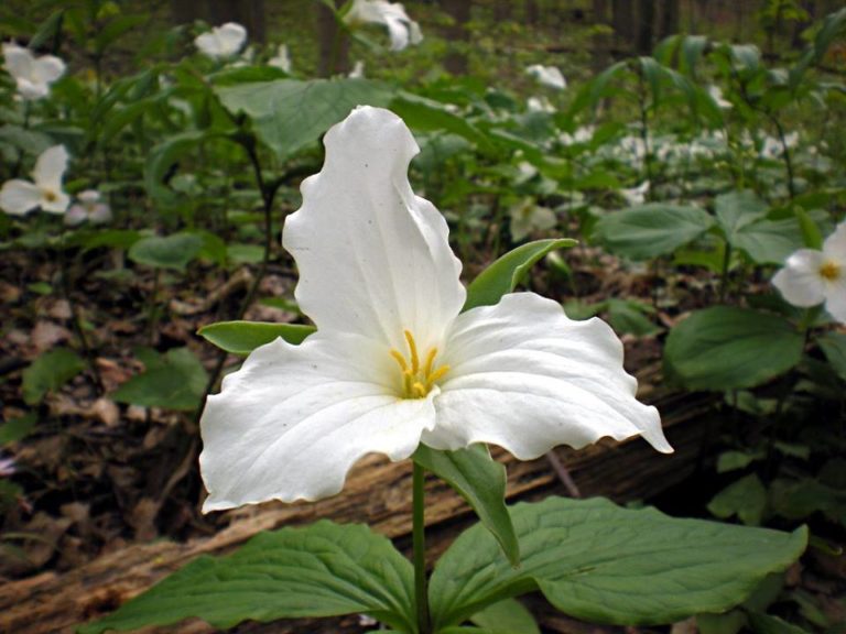 trillium