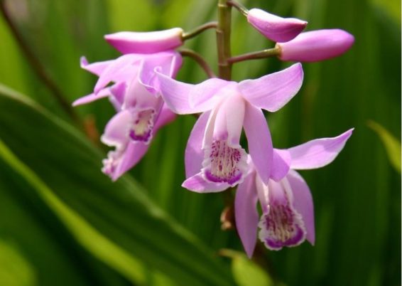 Bletilla striata