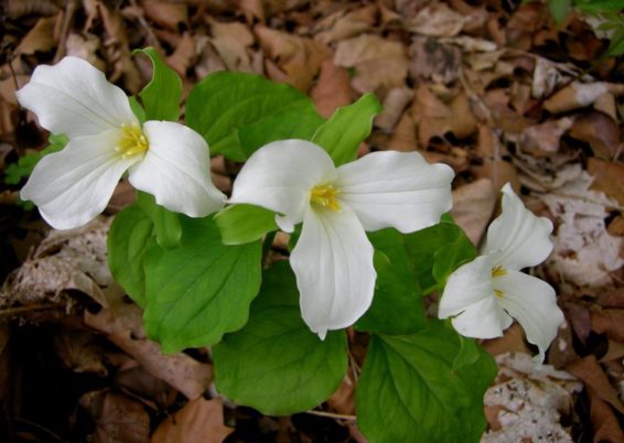 trillium