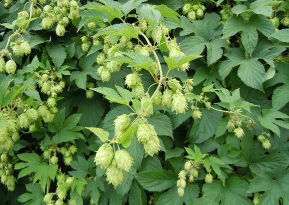 Humulus