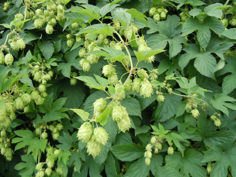 Humulus