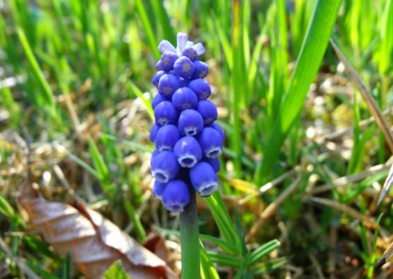 Muscari