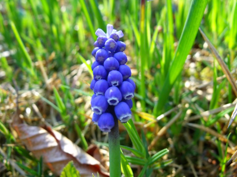 Muscari