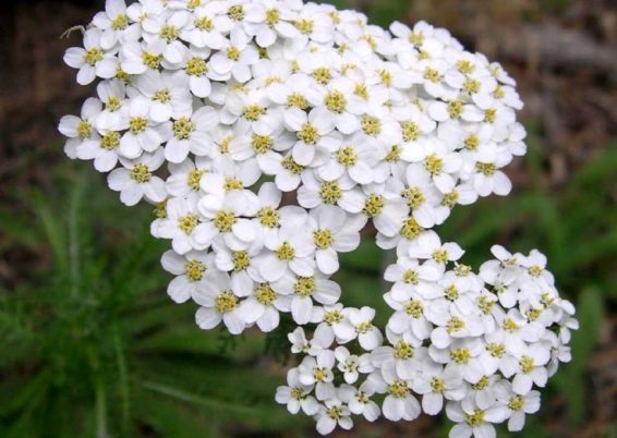 L’achillée millefeuille