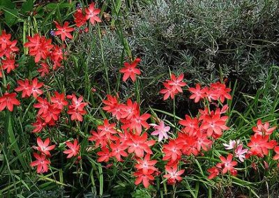 Schizostylis