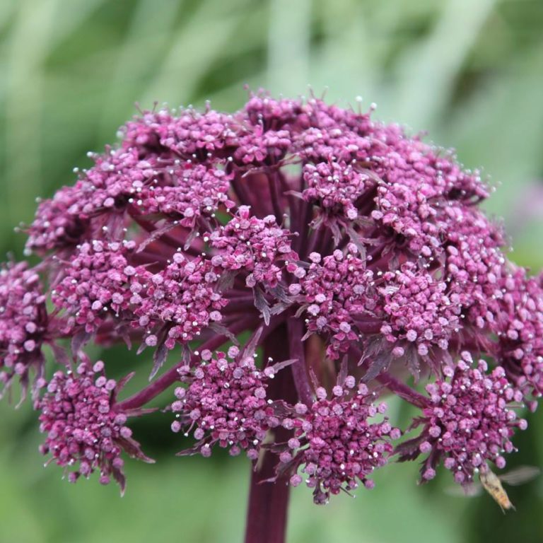 angélique rouge