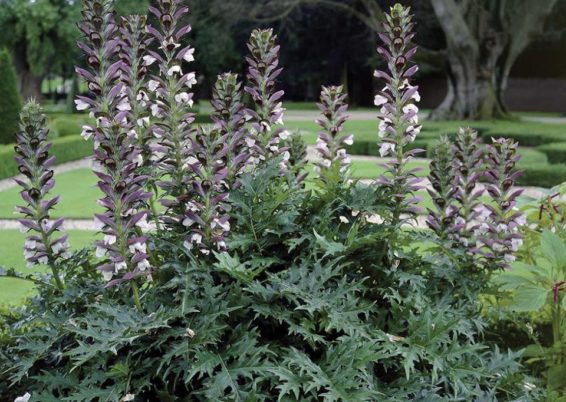 Acanthes