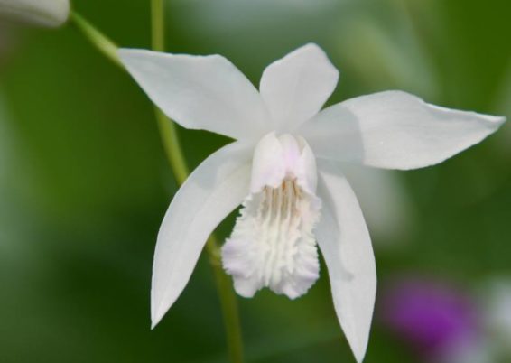 Bletilla striata