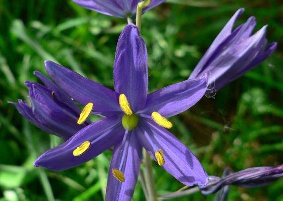 Camassia quamash