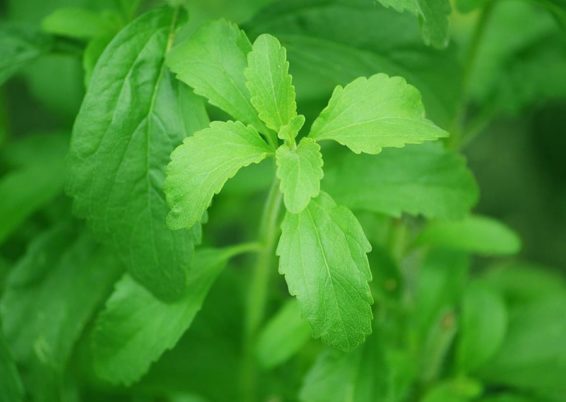Du sucre dans le jardin ?