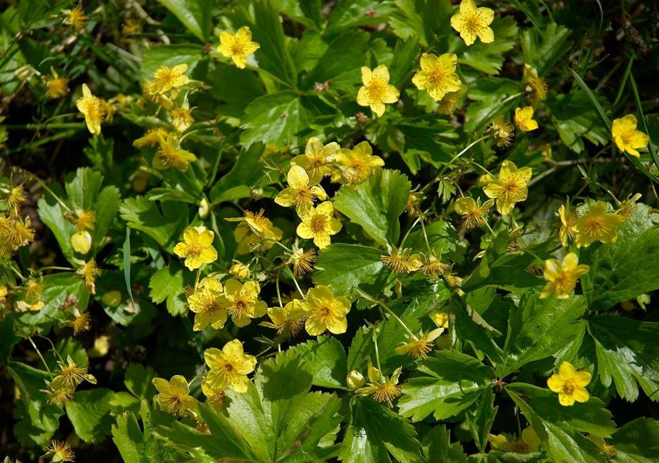 Des fleurs jaune citron qui couvrent le sol