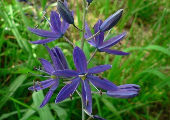 Camassia quamash