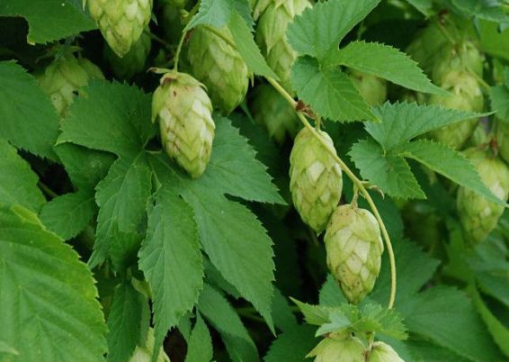 Humulus