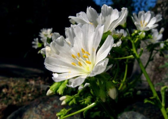 Lewisia cotyledon