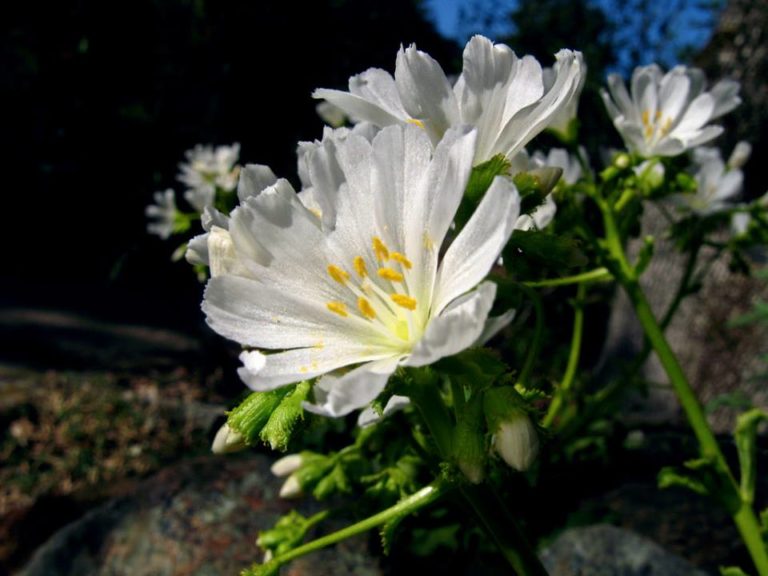 Lewisia cotyledon