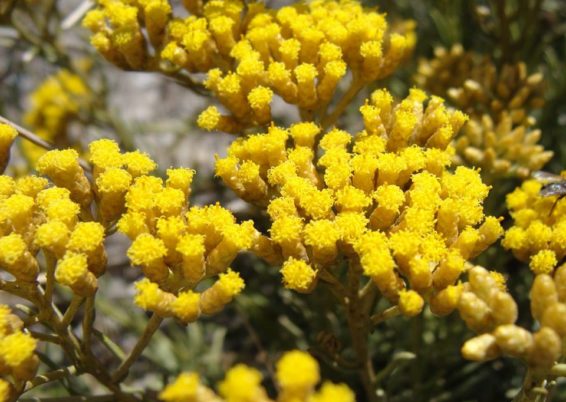 Immortelle d’Italie