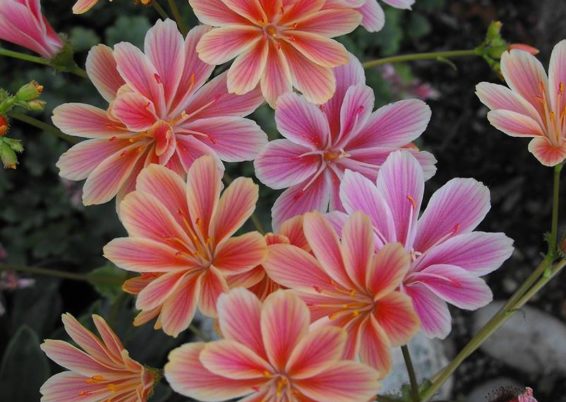 Lewisia cotyledon