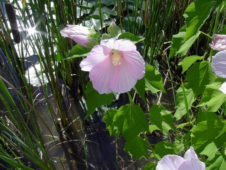 Hibiscus