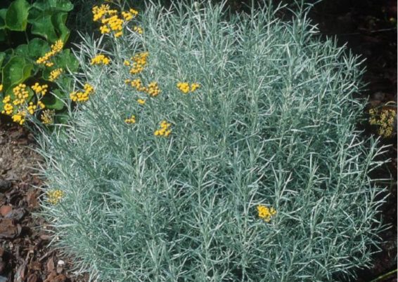 Immortelle d’Italie