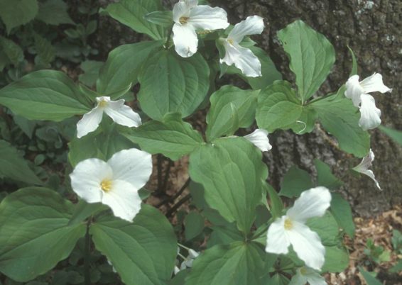 trillium