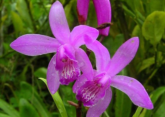 Bletilla striata