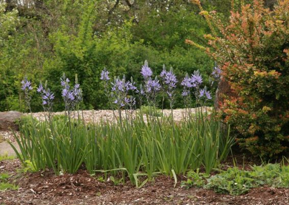 Camassia quamash