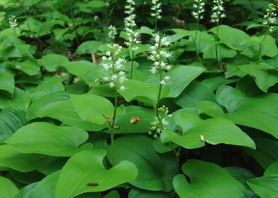 Maianthemum