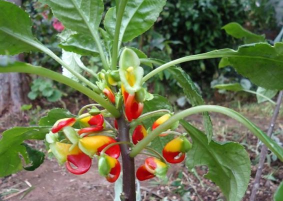 Curieuse impatiens niamniamensis