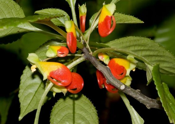 Curieuse impatiens niamniamensis