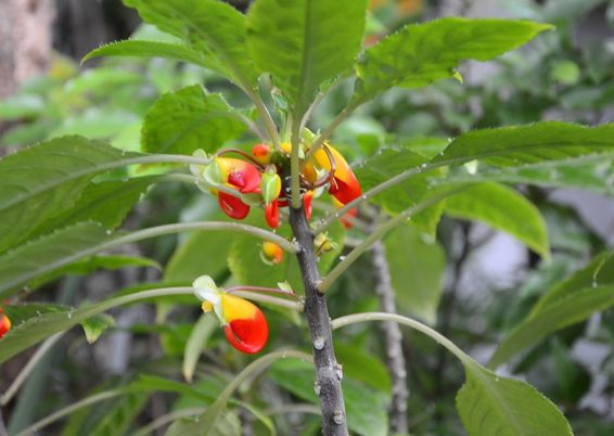 Curieuse impatiens niamniamensis