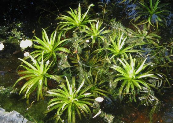 Cornifle et faux-aloes…