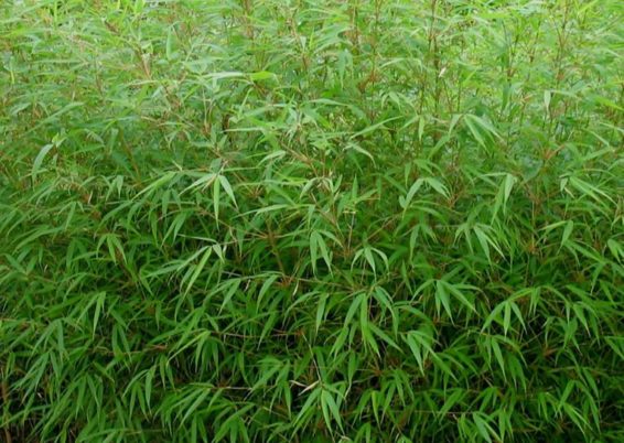 Les plantations de bambous posent souvent des problèmes en ce sens que certaines espèces sont capables de devenir très envahissantes et quasiment indestructibles … Et de penser ici, par ex., aux bien connus et très utilisés Phyllostachys (Phyllostachys nigra et aurea par ex.).