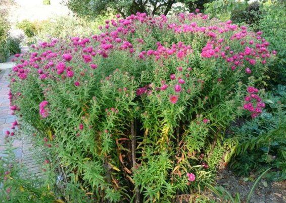Ce sont des plantes exotiques envahissantes !