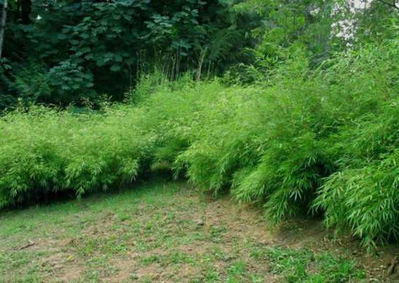 Les plantations de bambous posent souvent des problèmes en ce sens que certaines espèces sont capables de devenir très envahissantes et quasiment indestructibles … Et de penser ici, par ex., aux bien connus et très utilisés Phyllostachys (Phyllostachys nigra et aurea par ex.).