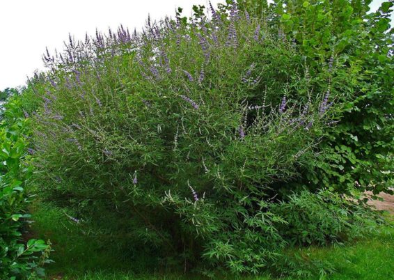 Vous avez dit Vitex agnus-castus ?