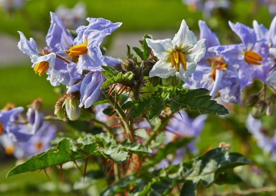 Curieux Solanum sisymbrifolium !