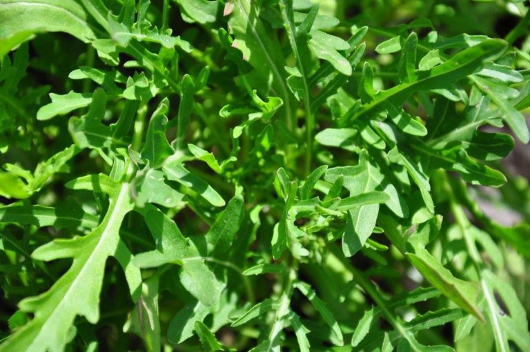 Tout savoir sur la roquette …