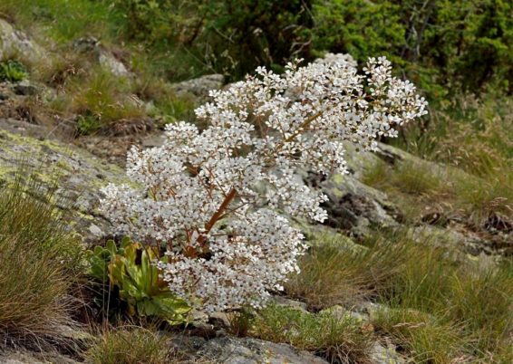 Une perle appelée Saxifraga cotyledon !