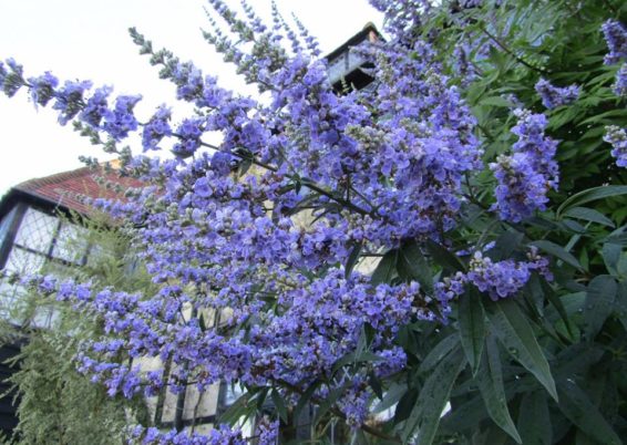 Vous avez dit Vitex agnus-castus ?