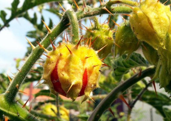 Curieux Solanum sisymbrifolium !