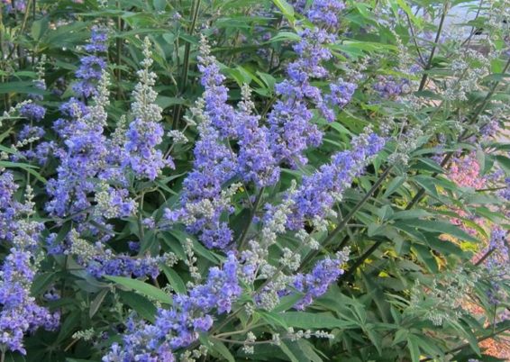 Vous avez dit Vitex agnus-castus ?