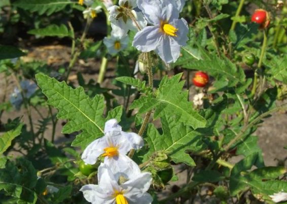 Curieux Solanum sisymbrifolium !