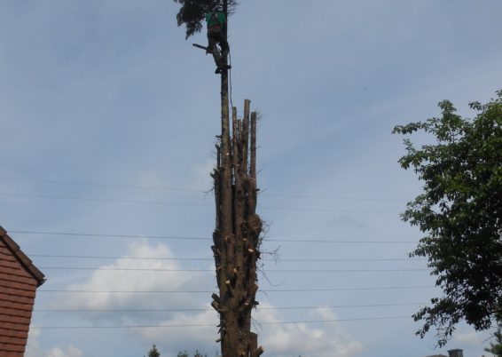 Travaux d'abattages et dessouchages d'arbre à Liège