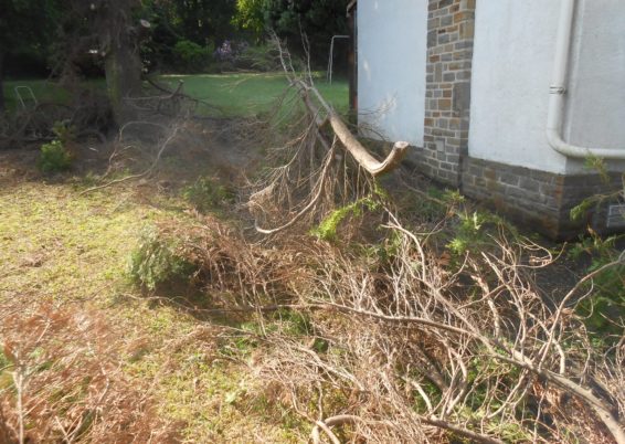 Travaux d'abattages et dessouchages d'arbre à Liège