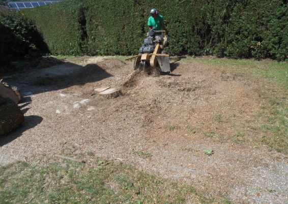 Travaux d'abattages et dessouchages d'arbre à Liège